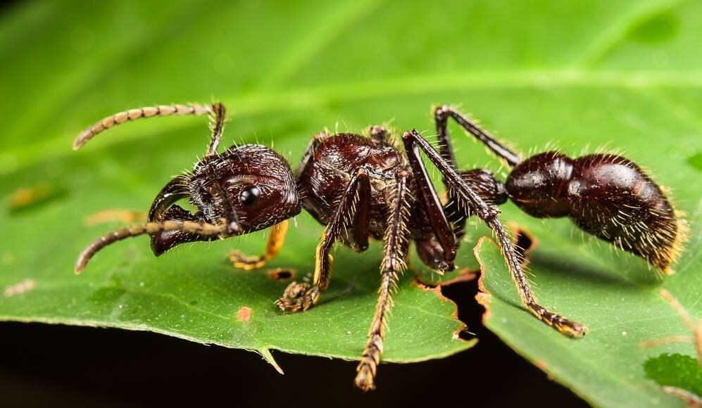 Муравей Paraponera clavata. Муравей пуля. Муравей пуля и пуля. Муравей пуля Королева.