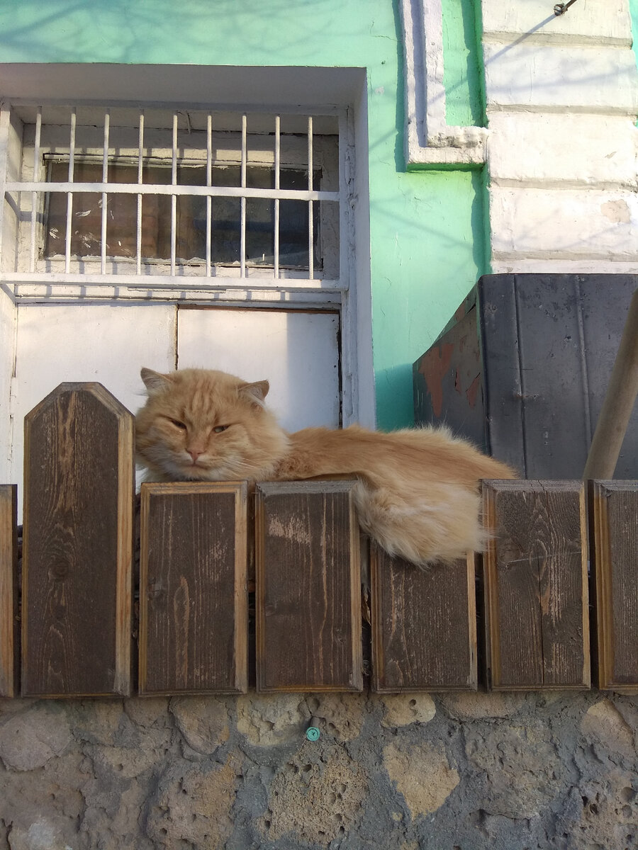 Бездомный крымский кот