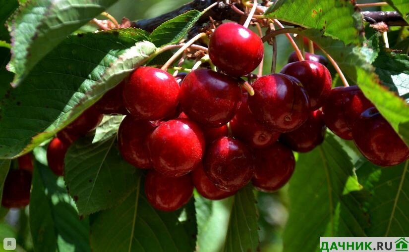 Обрезка корневой системы перед посадкой