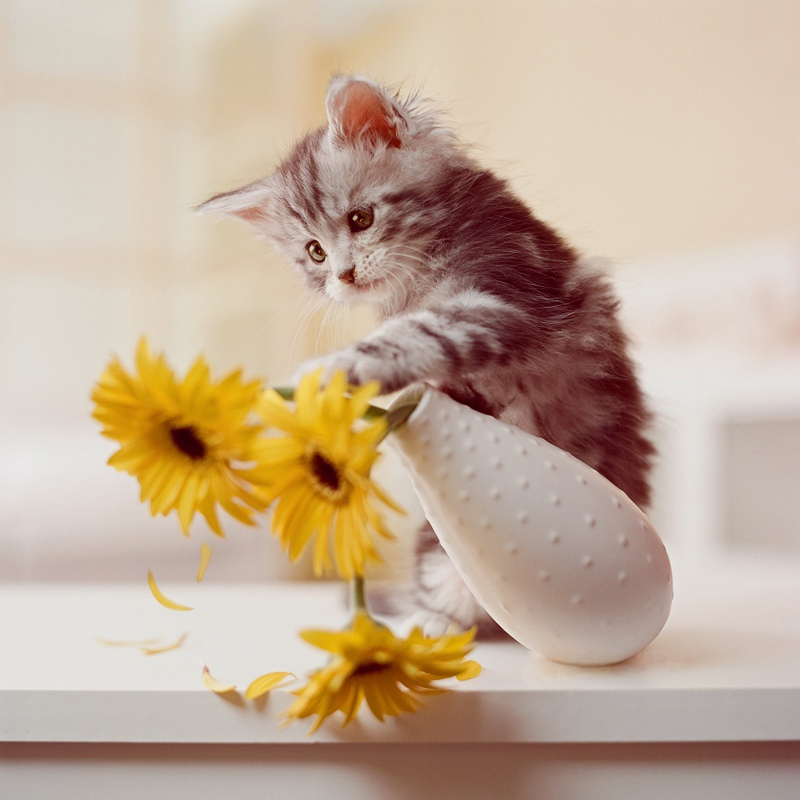 Яндекс.Картинки