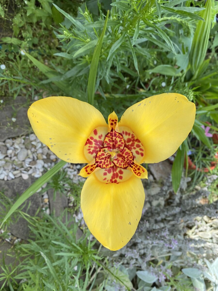 Тигридия желтая, фото автора