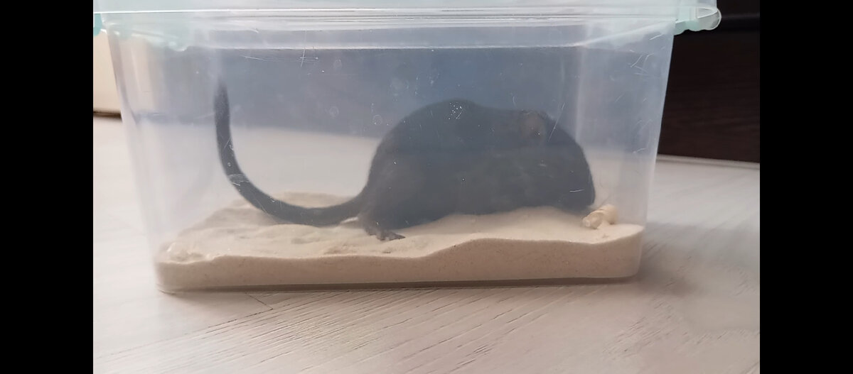 Песчанка по имени Чипсик купается.