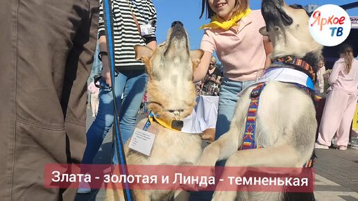 Все собачки и котики , с которыми мы познакомились на выставке! Они очень ищут дом и добрых хозяев! Это лучшие друзья !