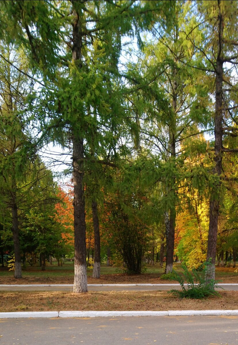 Краски осени