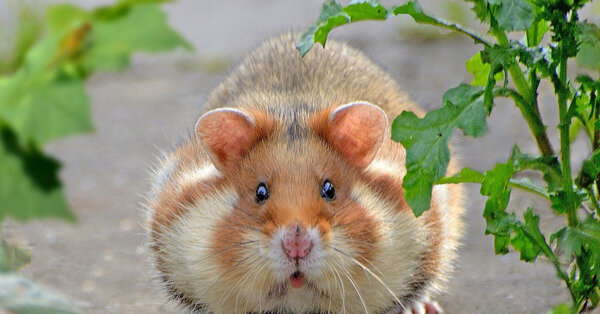 Места обитания