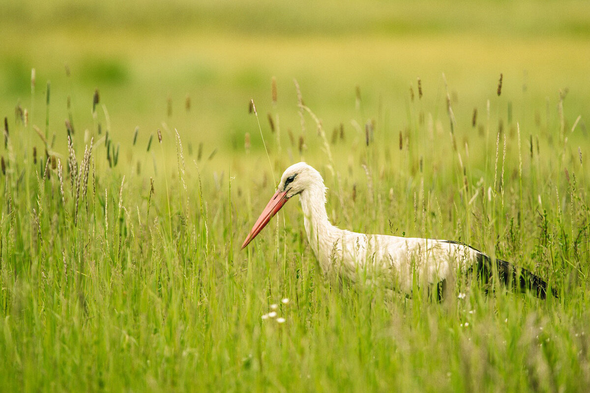    Фото: MisterMoeter / Pixabay.com
