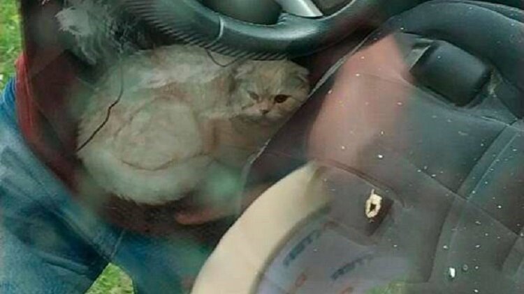    Кот, упавший с 23-го этажа