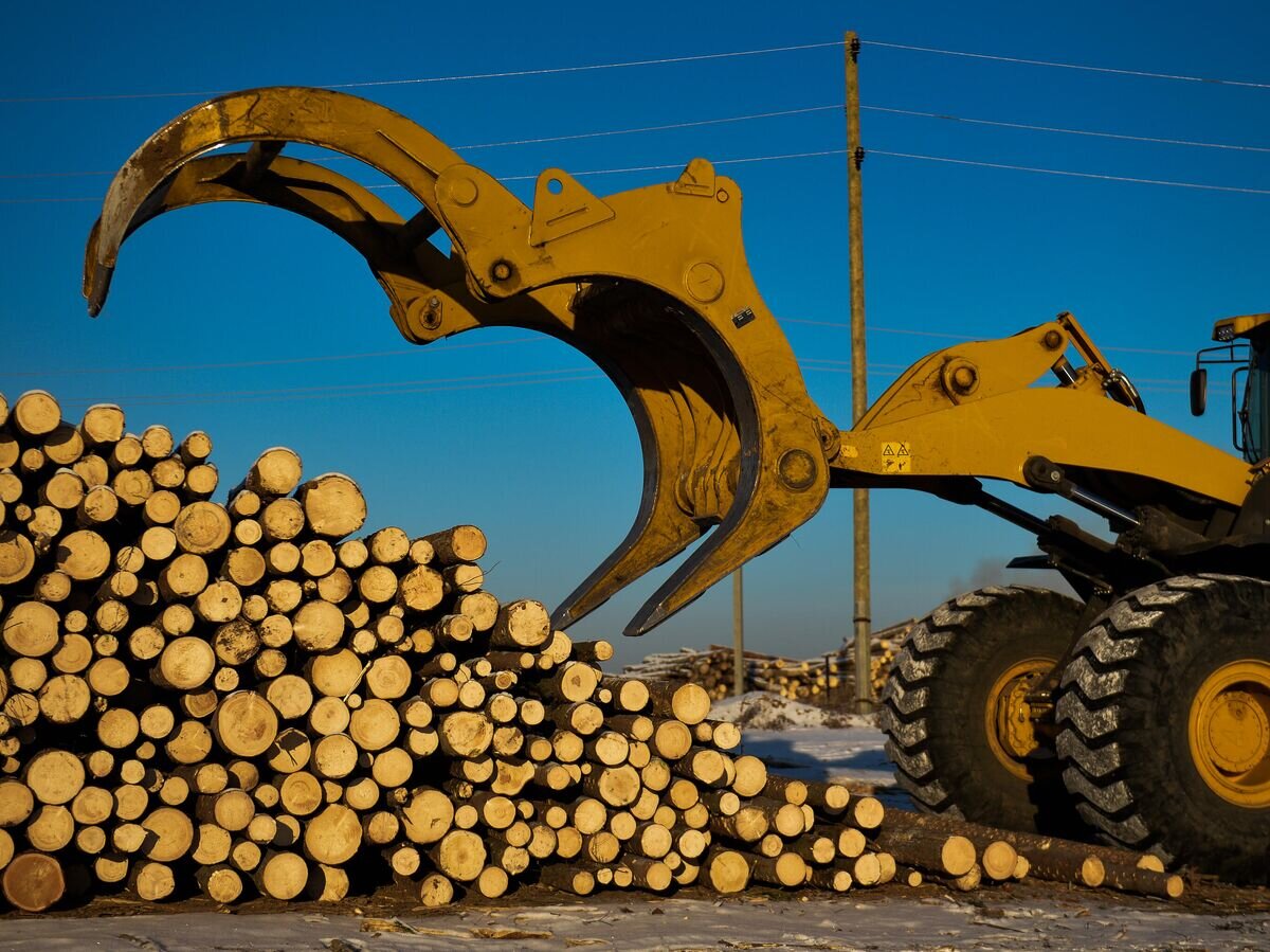    Лесозаготовка© РИА Новости / Павел Лисицын