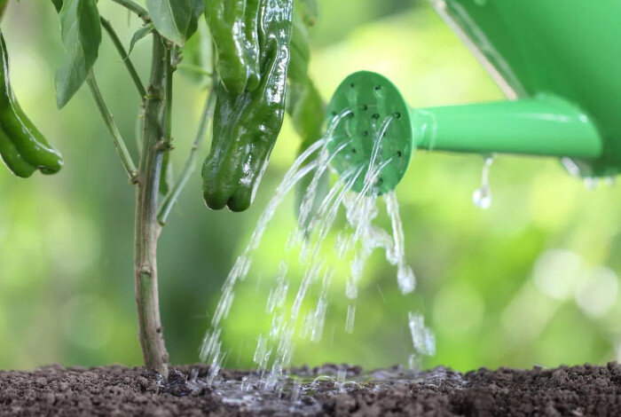 фото взято из открытых источников