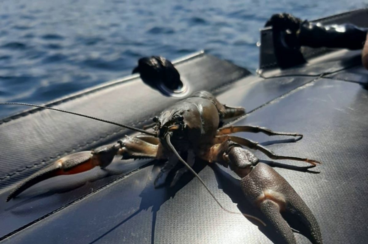    Крупные предметы для первого в России подводного парка погружены на дно