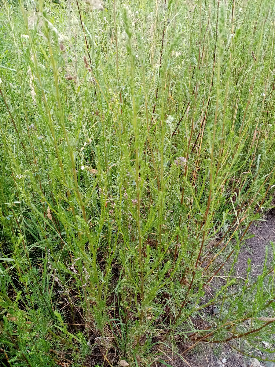 Полынь полевая, непахучая