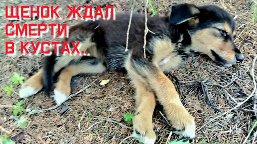 Download Video: Щенок уже не плакал о помощи/ он лежал молча и ждал смерти /help save a homeless puppy