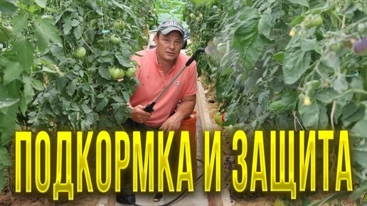 Баковая смесь для томатов перцев огурцов и баклажан, которая уберет хлорозы, повысит урожайность и защитит