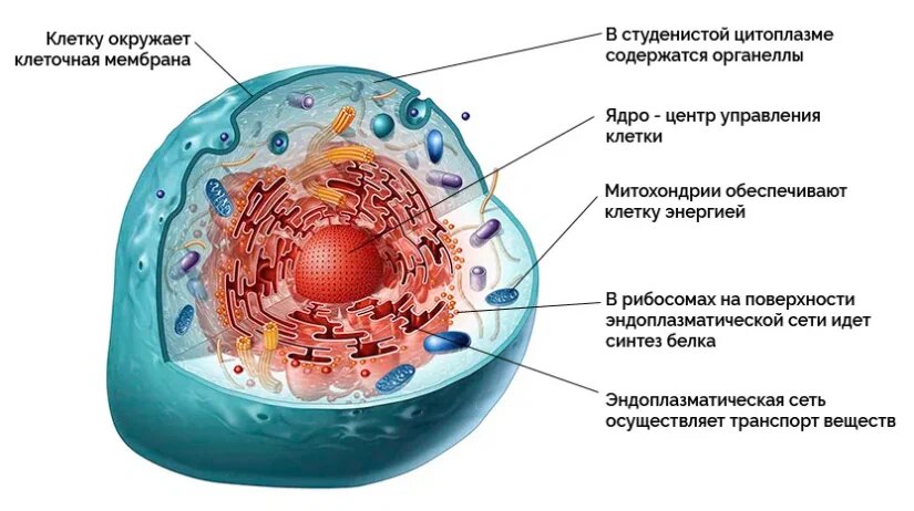 Строение волоса человека