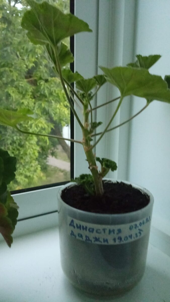 Династия даджи 