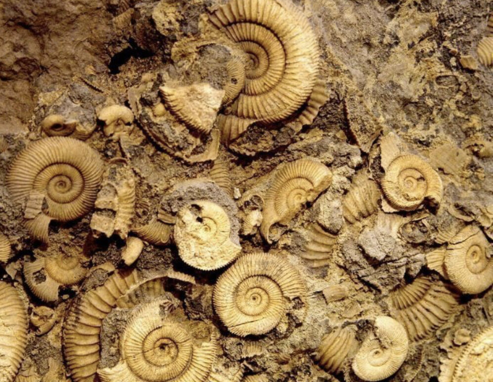 Ископаемое состоящее из раковин умерших морских животных. Окаменелые моллюски аммониты. Ископаемое состоящее из раковин умерших морских животных. Окаменелые моллюски аммониты. Аммонит наутилус.