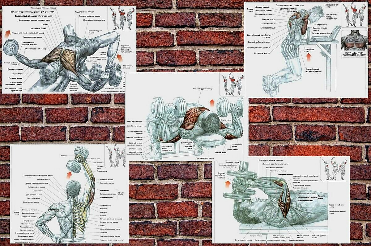 Схемы взяты из учебника "Анатомия силовых упражнений". Автор Ф. Дэлавье