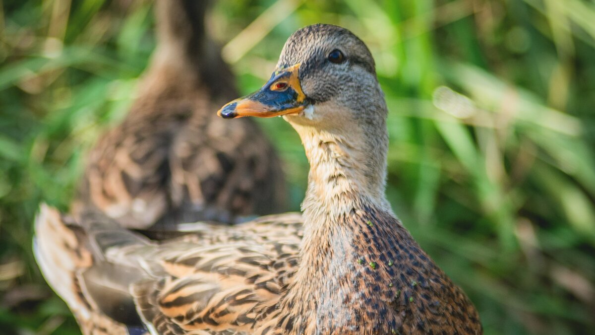     Компания, занимающаяся строительство ЖК на территории Снеговой пади во Владивостоке, вызвалась благоустроить близстоящий пруд, в котором обитают краснокнижные утки-мандаринки.