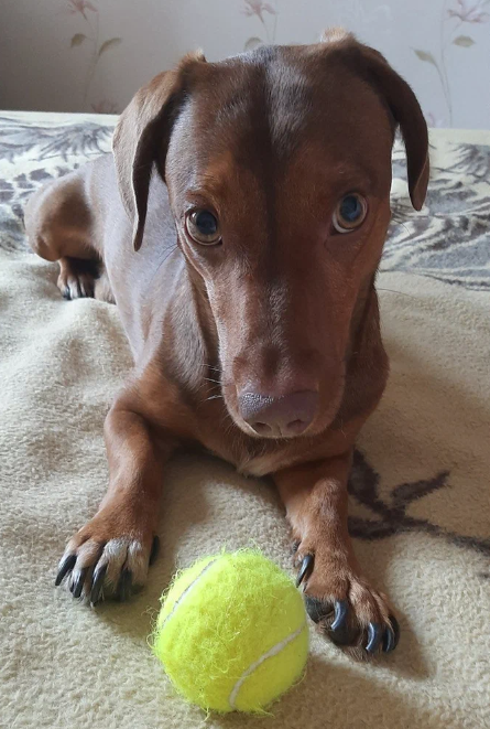 Чарли. Фото автора