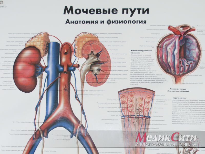 Мочевые пути: анатомия и физиология