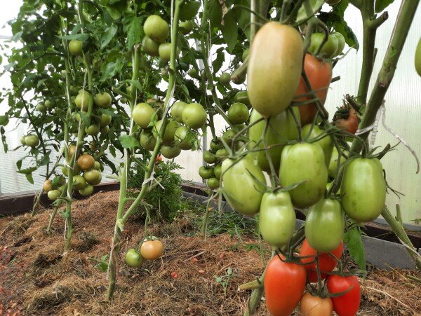 Гибриды "Позано", "Артист", "Берберана"