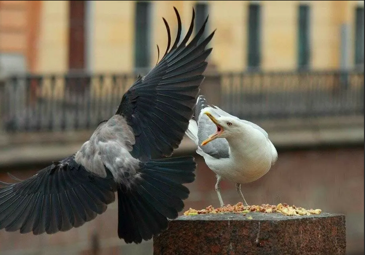 У вороны и чайки одна стратегия выживания. 