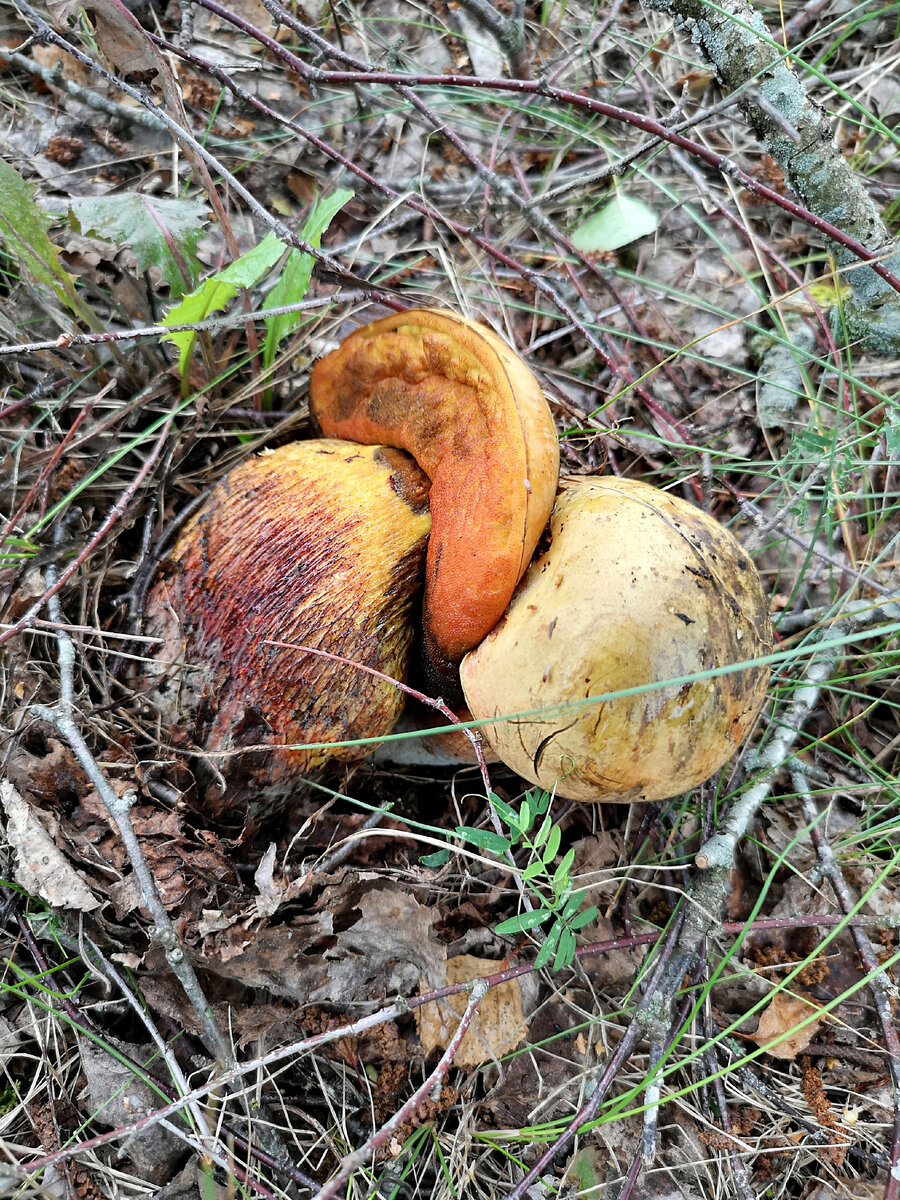 Подберезовик - герой рассказа. 😂