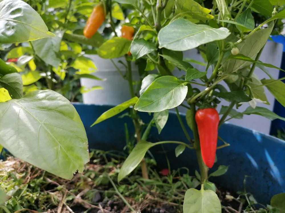Кусты перца "Вау!" растут в полубочке