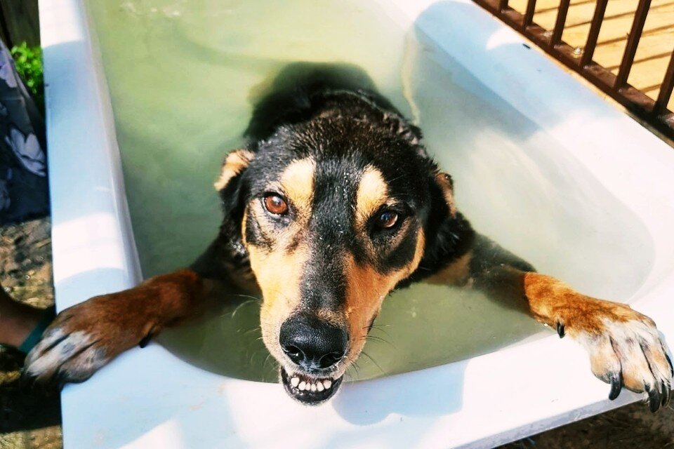    Пес обрел новый дом и проходит реабилитацию. Фото предоставила Лара Саплина.