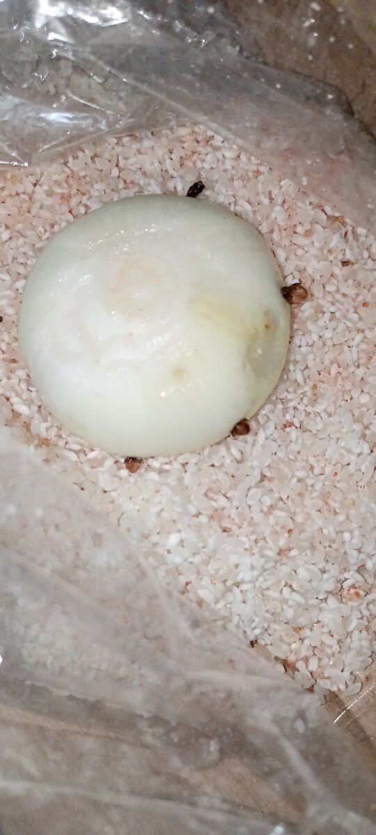 Засыпала в рукав для запекания. Сверху соль,приправы,лук с гвоздикой