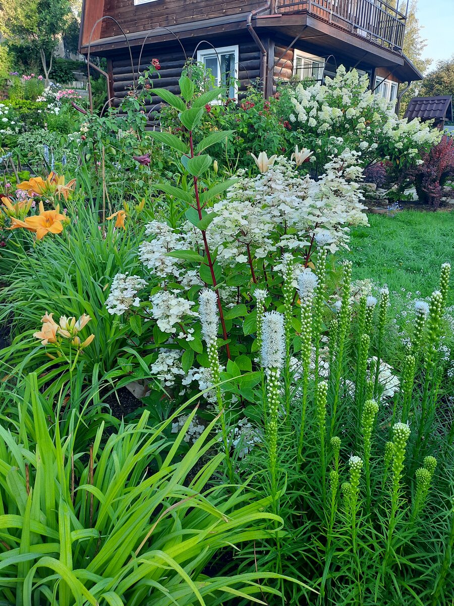 Давно по саду мы не гуляли, уж август наступил. | Дачная авантюристка ...