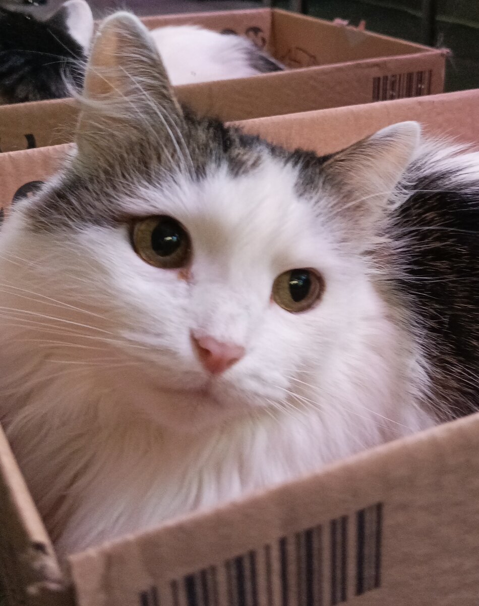 Кот Тиша