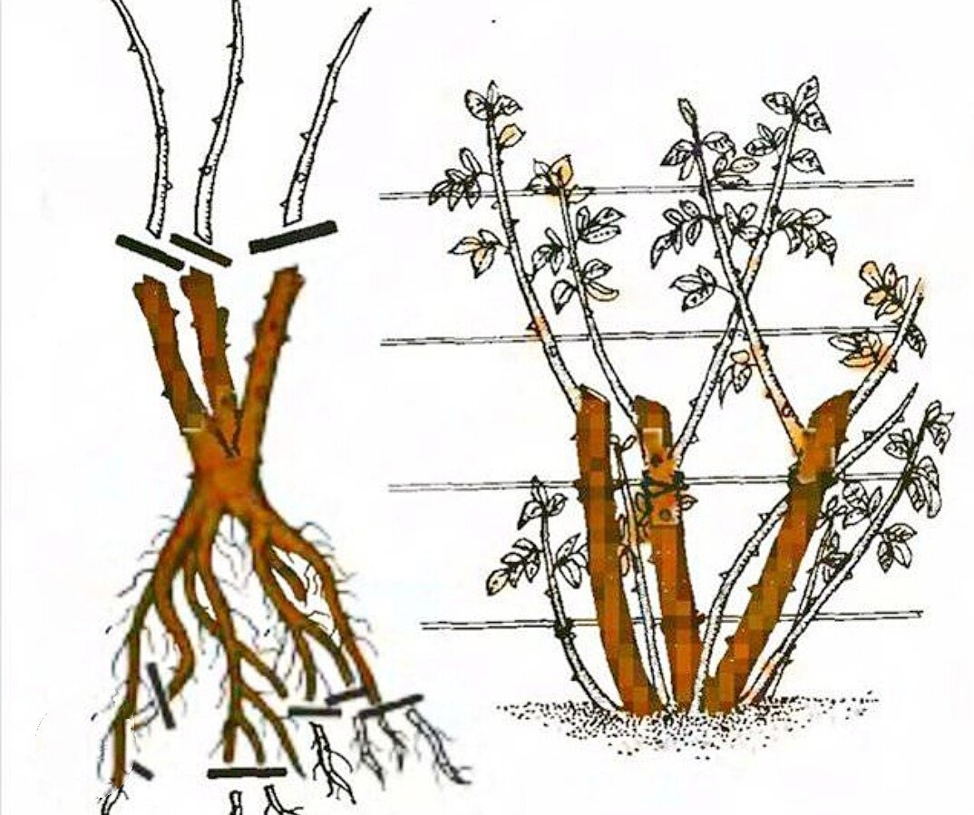 Обрезал корни. Обрезка плетистой розы весной. Обрезка роз флорибунда. Плетистая роза обрезка осенью. Размножение плетистой розы отводками.