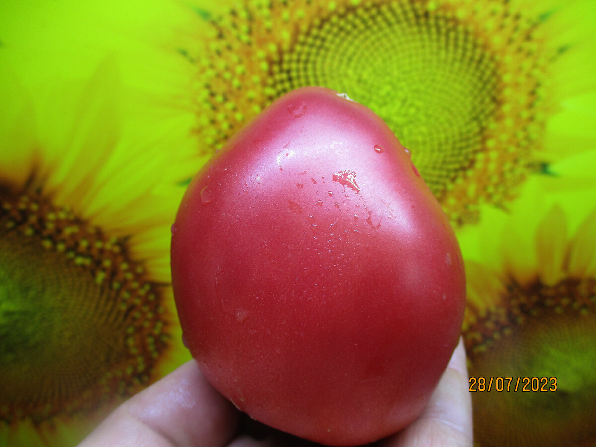 Продолжаю знакомить вас с самыми урожайными и вкусными томатными новинками 2023 года.  Томат Большая малина - считается одним из самых лучших высокоурожайных сортов Болгарии. №920.-2
