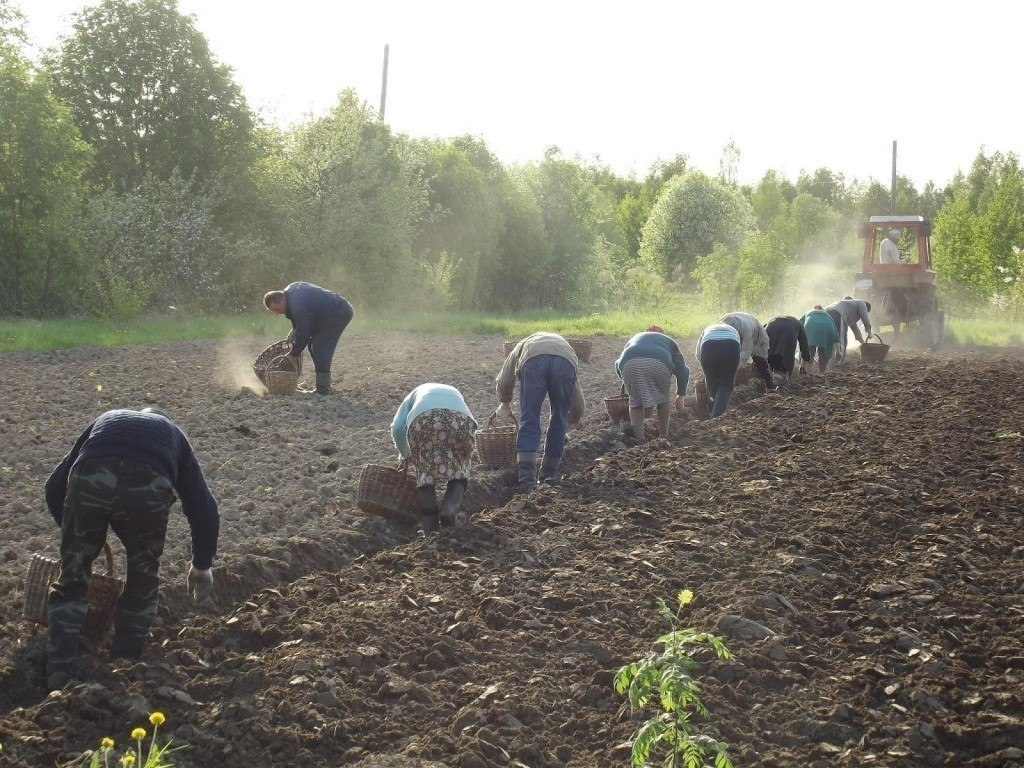 Тсажали картошку в деревне, все выходили то на один участок, то на другой