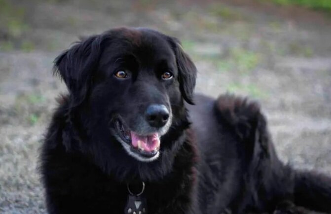 Из общего доступа. Сайт - 