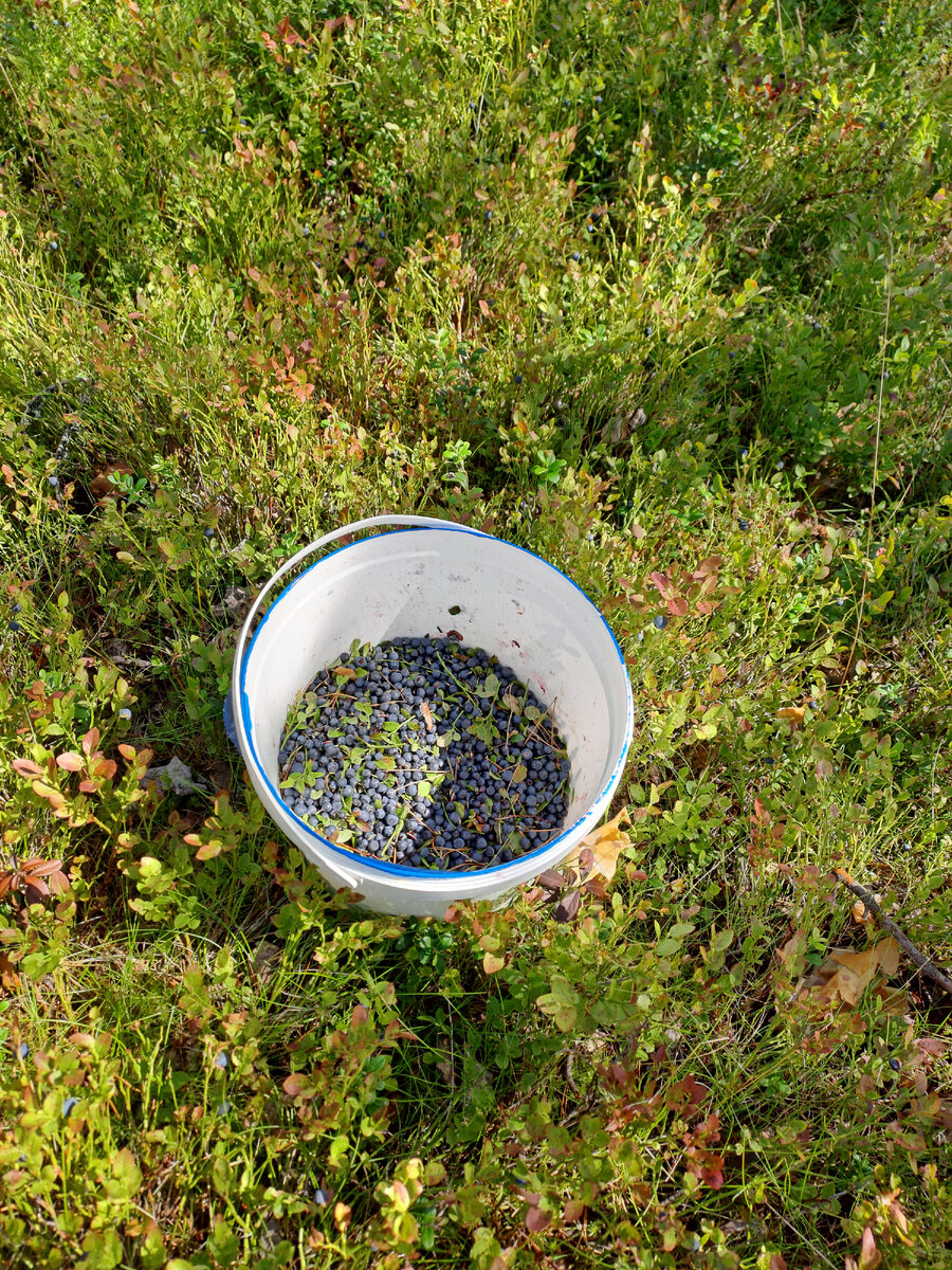 Моя черника.  Фото автора 