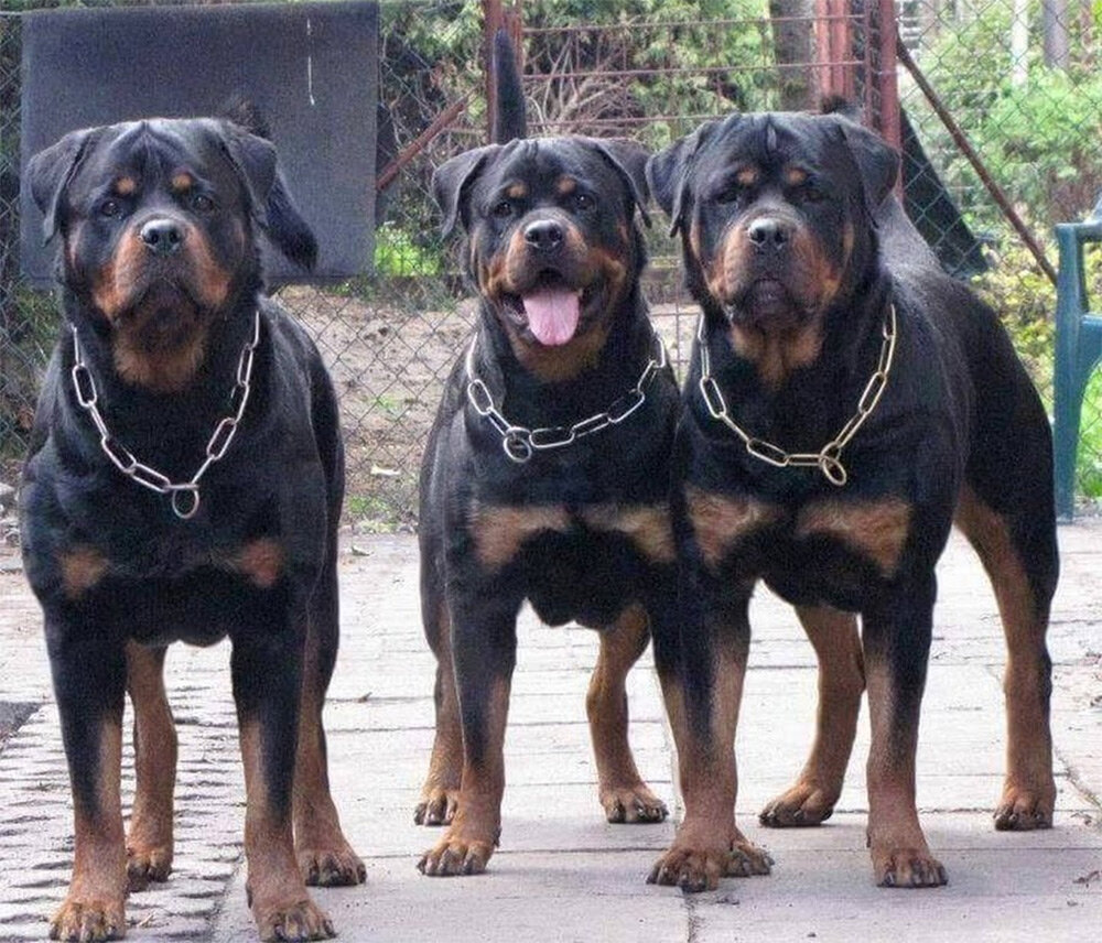 (https://yt3.googleusercontent.com/ytc/AMLnZu_U0cPVqJJXt9qQ8zap6MtQ5lnMFwpQYDcc0-x85w=s900-c-k-c0x00ffffff-no-rj)