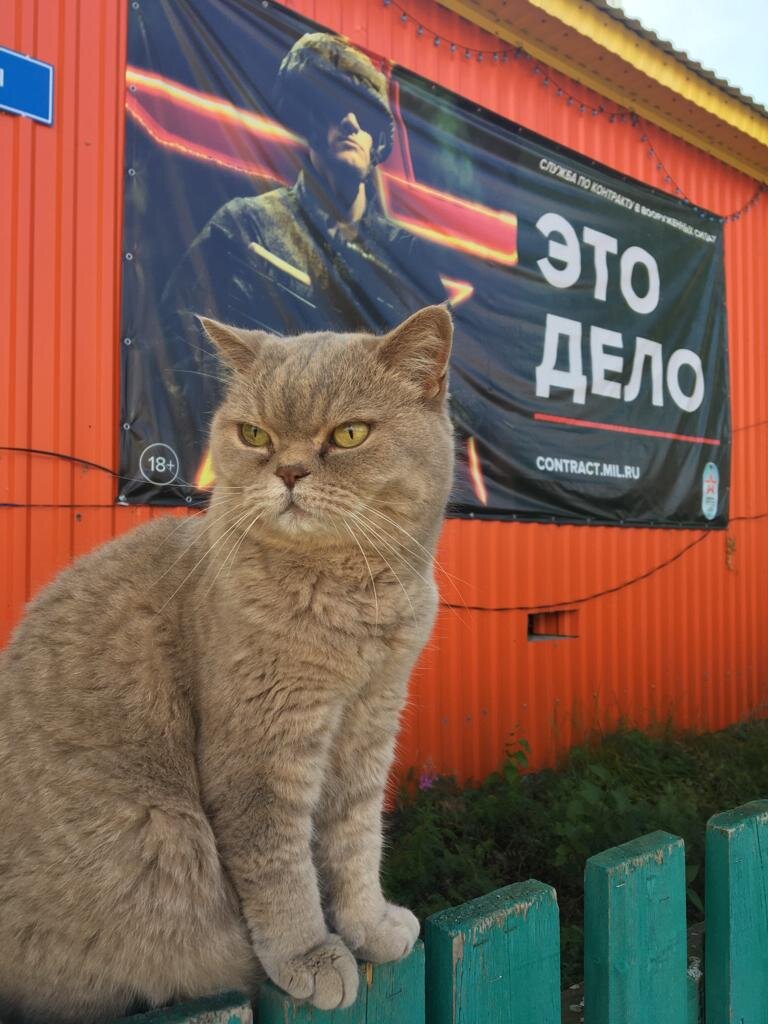 Кот "Бродяга"