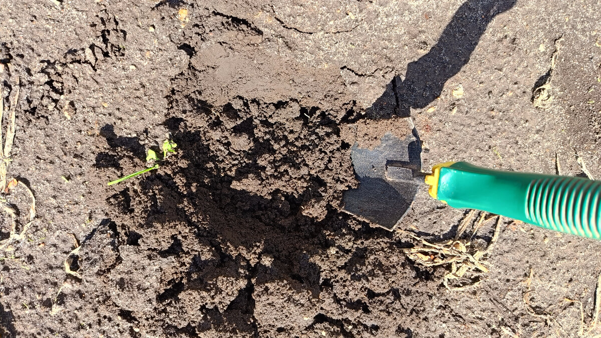 Почва влажная.