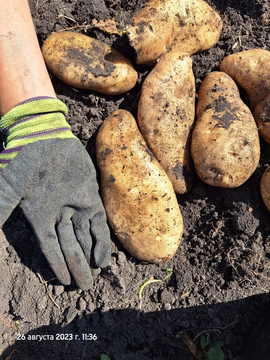 Сорт банба.