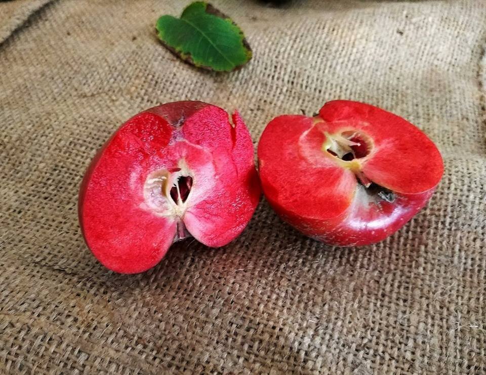 Яндекс. Открытый источник 