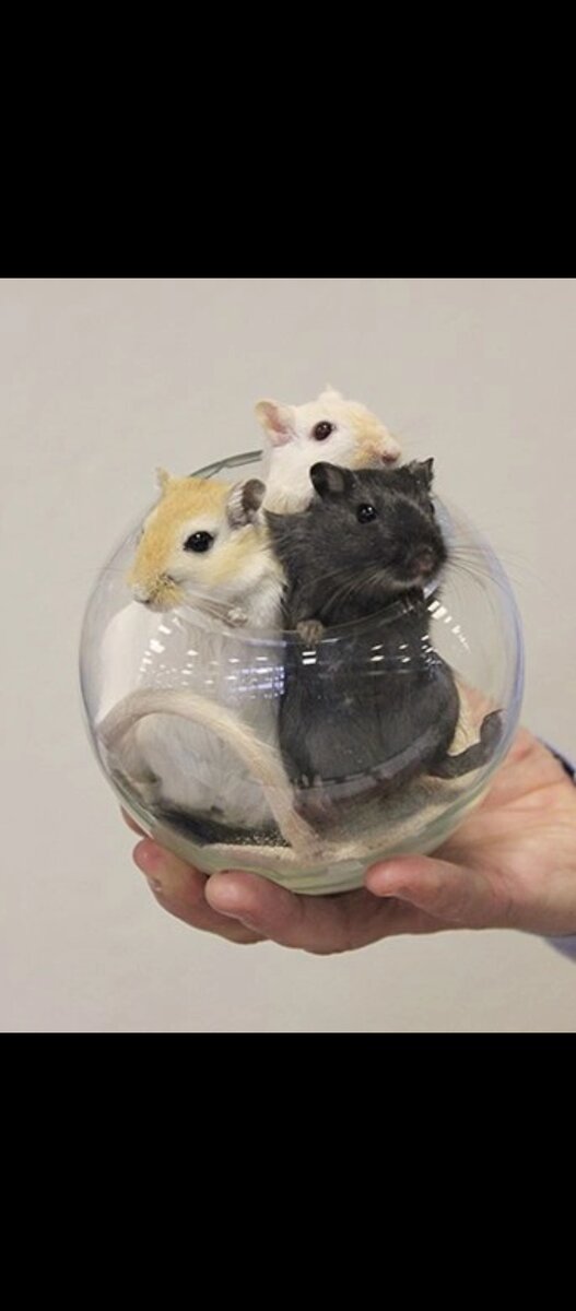 Источник этого фото: https://vk.com/photo-80748186_456239097