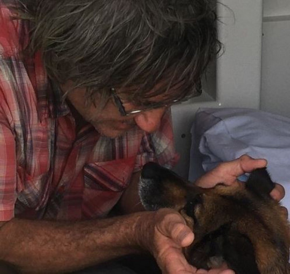 собаки которые спасают людей. лабрадор собака спасатель. собака спасает человека из воды. немецкая овчарка спасает людей. спасает хозяина.