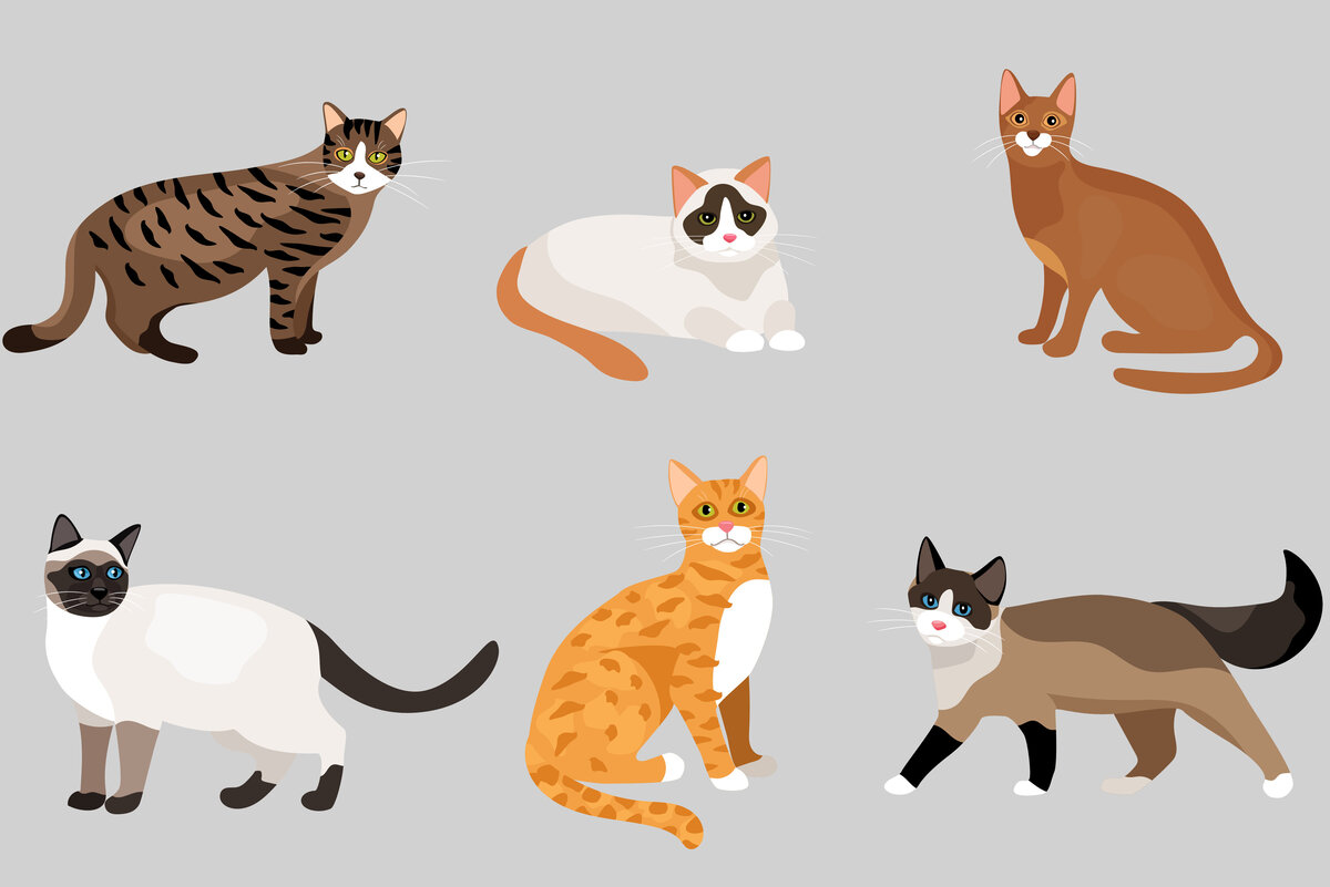     Какая вы кошка по знаку Зодиака