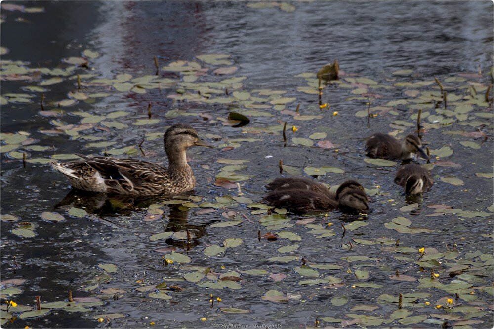 1. Кряква со своим выводком... © NickFW.ru — 20.06.2019г.