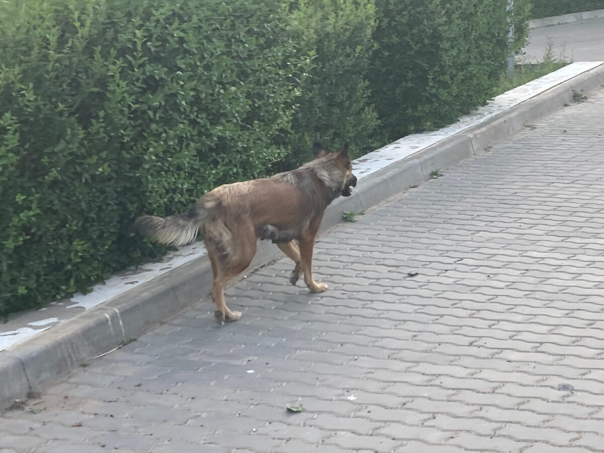 Ну вот она же сама по себе вроде бы идёт.