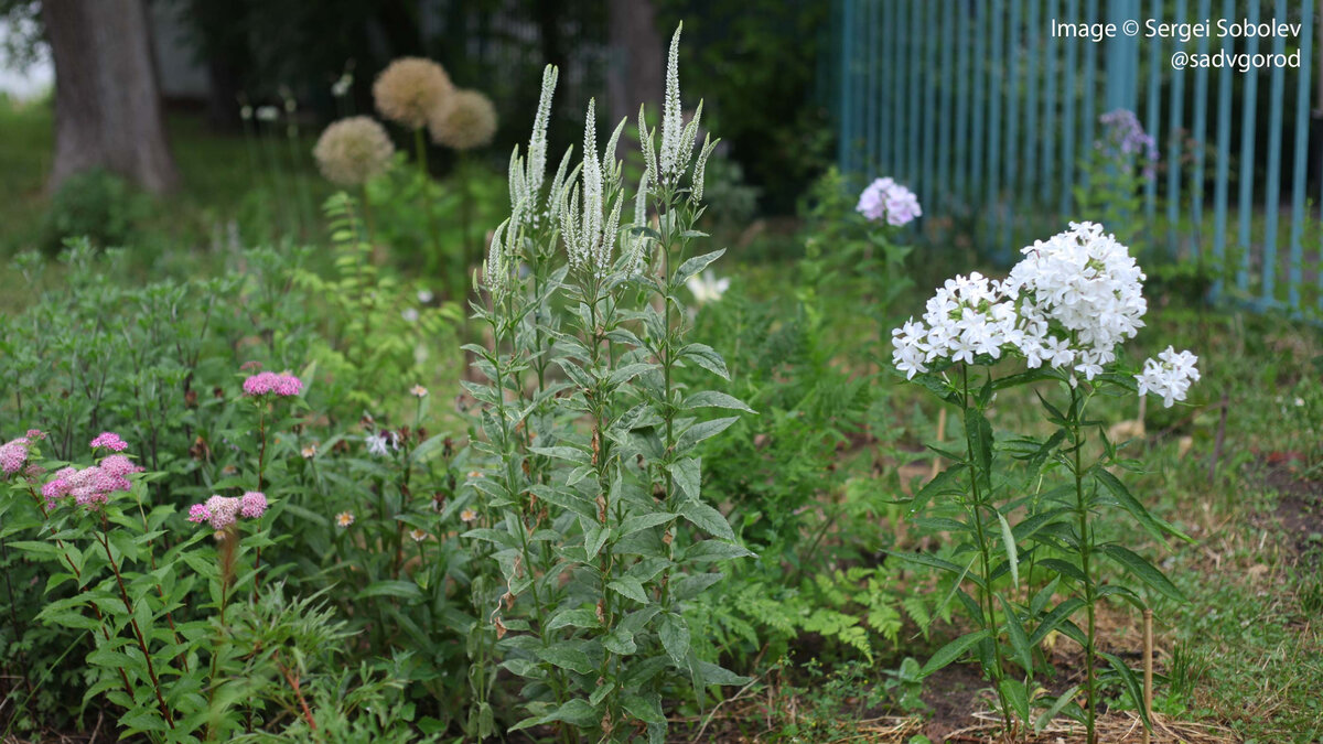 Вероника ползучая Veronica repens /10,5 — цена в LETTO