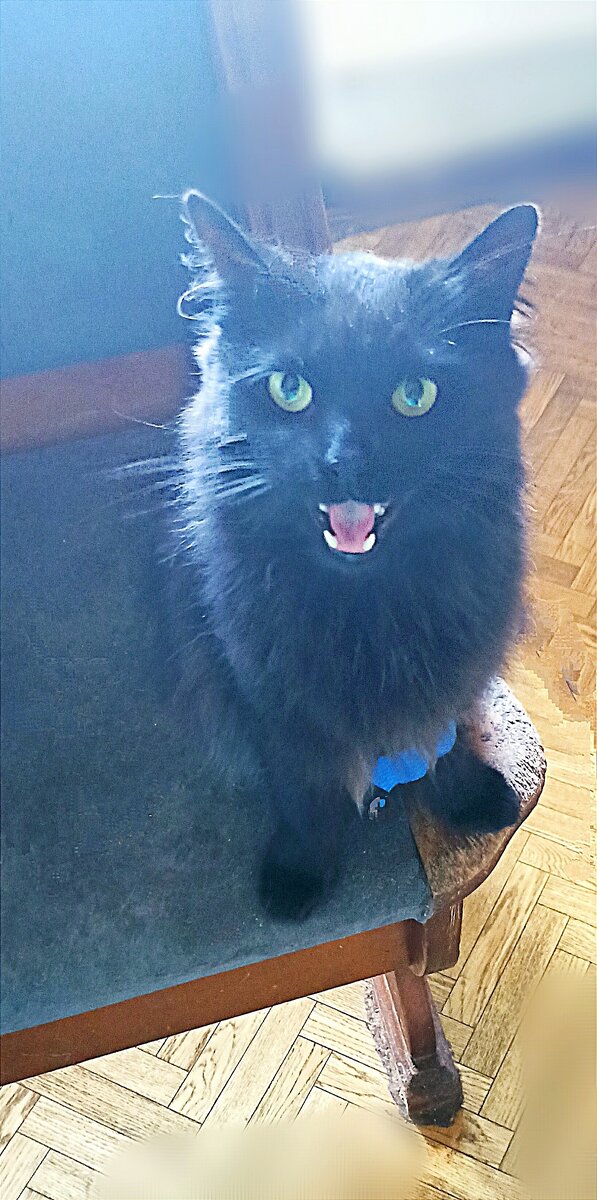 На лапе забинтовано место, откуда у спасателя кровь брали