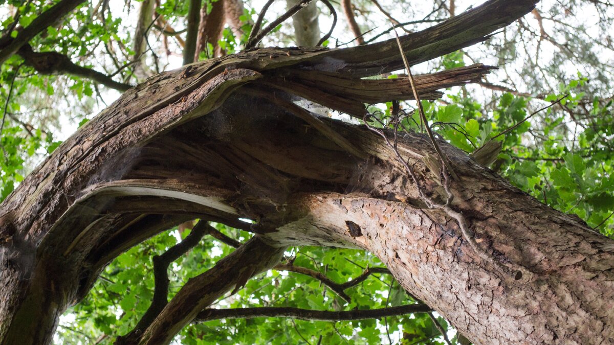     В Ростове-на-Дону из-за сильных порывов ветра на девушку упало дерево, сообщили местные жители в соцсетях.